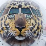 Дальневосточный леопард украсил лайнер B777-300 авиакомпании «Россия»