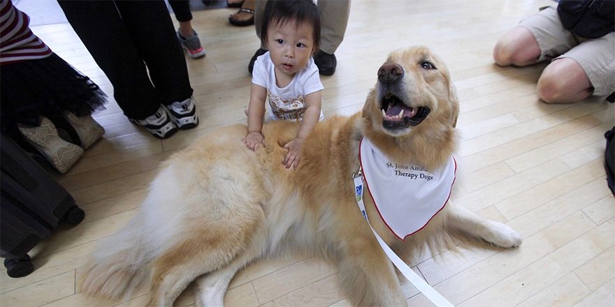 pet therapy