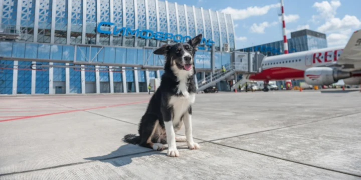 Симферополь собакаdog sip simferopol