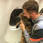 «Аэрофлот» наказал пассажира за перевозку не того кота
