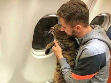 кот в самолёте