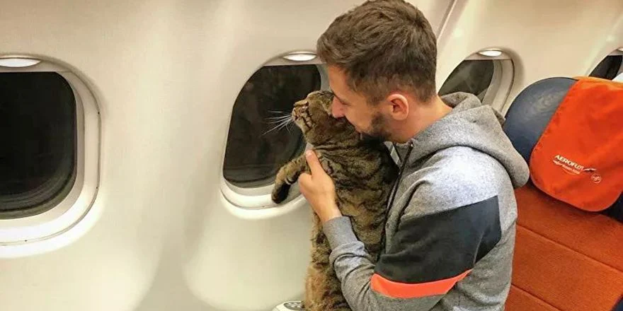 кот в самолёте