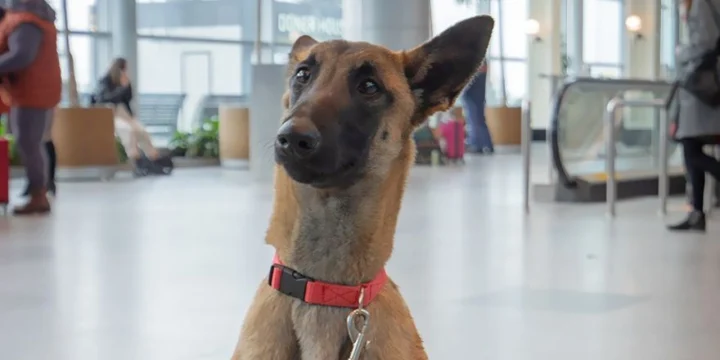 dog dme sobaka