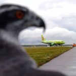 Аэропорт Пулково протестировал систему отпугивания птиц