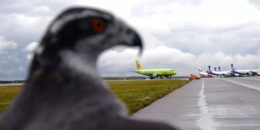 birds airport dmv domodedovo