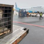 Почти 240 тонн особенного груза перевезли через аэропорт Домодедово в 2022 году