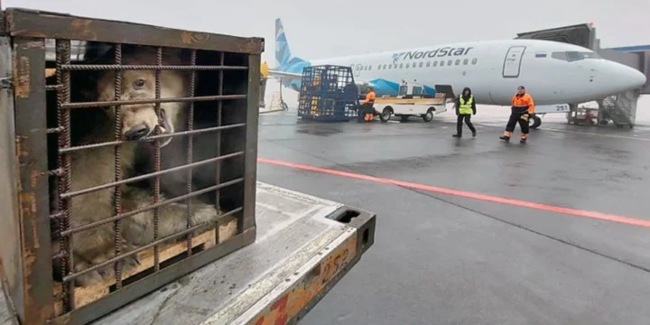 domodedovo nordstar dikson white bear