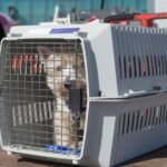 «Аэрофлот» внедряет услугу перевозки животных-компаньонов в пассажирском салоне