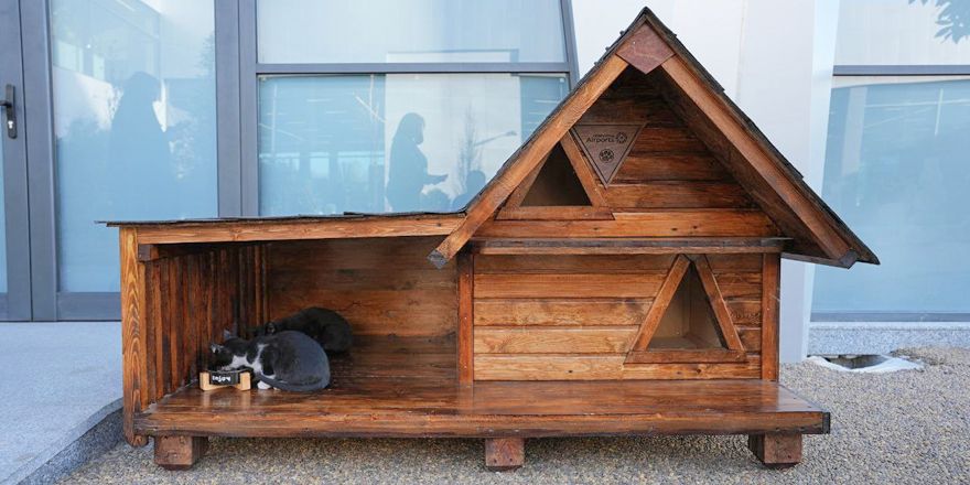 tashkent airport cat house