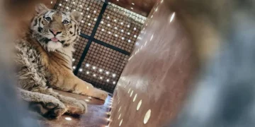 tiger