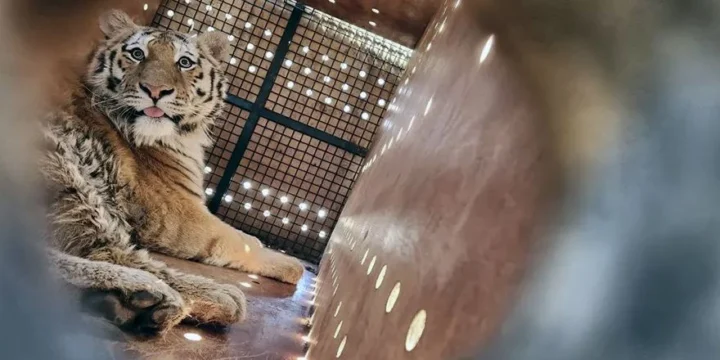 tiger